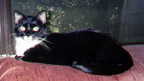 Miss Kitty 99 Pic, 33k